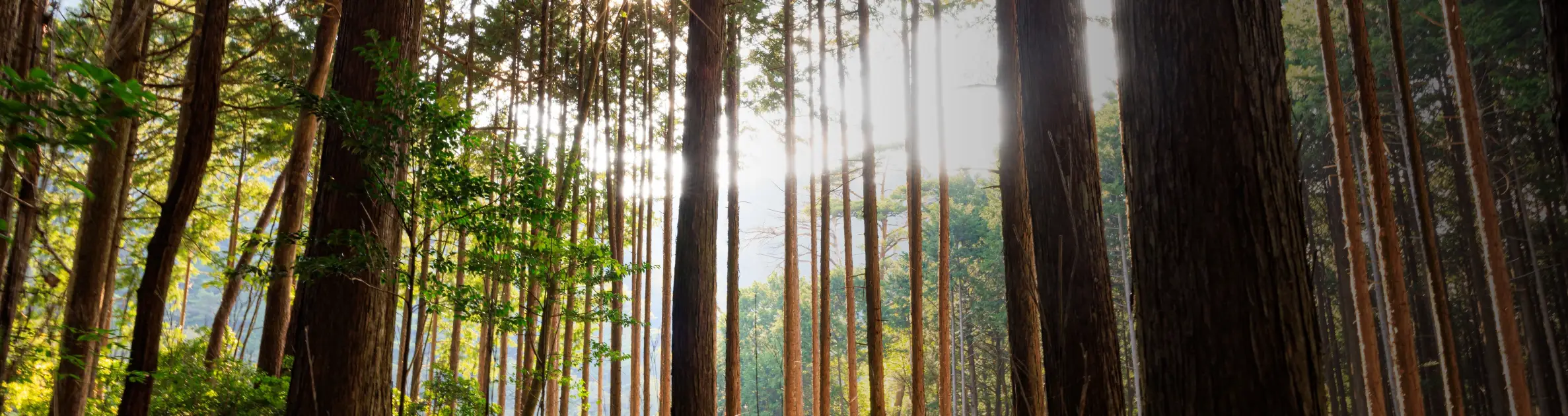 CODE 12 | 最小限のパーツで構築した、機能美スタイル：リベルテフロント＆リアバンパーとフェイスグリル オールドカントリー